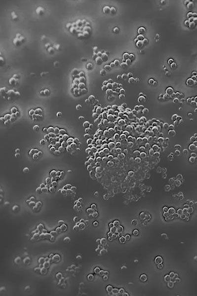 mikrobiom nauka bakterie1 | La Roche Posay