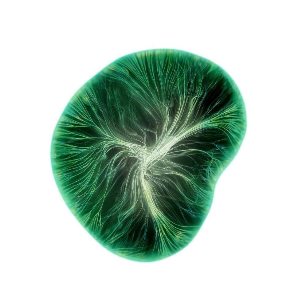 Madecassoside ingredient