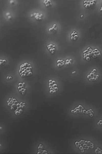 mikrobiom nauka bakterie2 | La Roche Posay